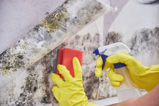 Best Water Damage & Mold Remediation  in Oak Ridge, FL